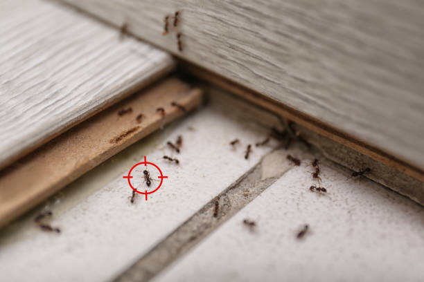 Best Bed Bug Extermination  in Bells, TX
